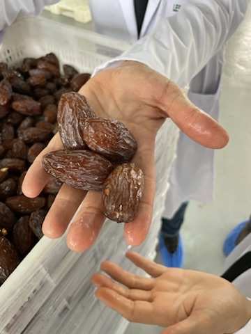Medjool dates quality inspection