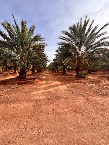 Date palm farm Morocco